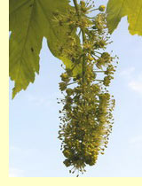 Клен белый или ложноплатановый, явор (Acer pseudoplatanus L.) Клен белый или ложноплатановый, явор (Acer pseudoplatanus L.)
